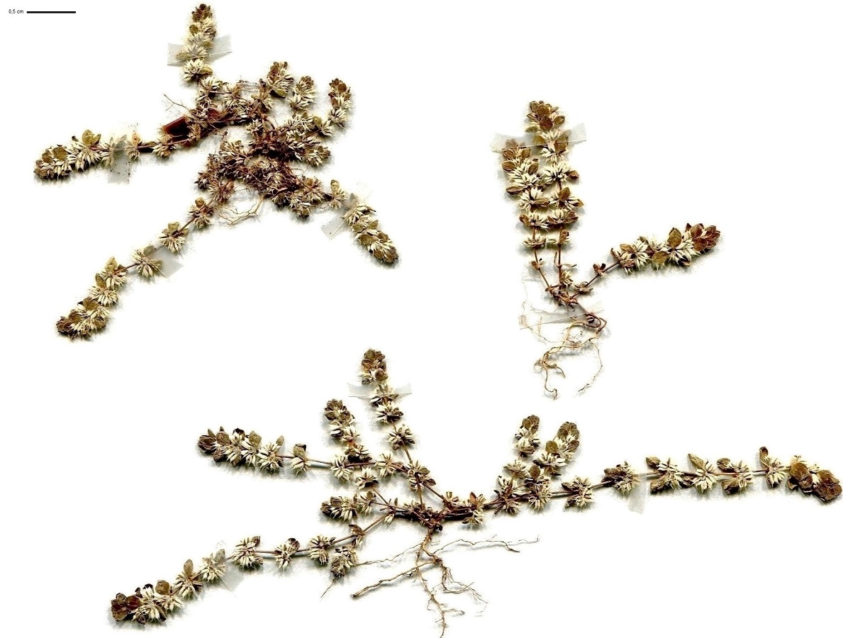 Illecebrum verticillatum (Caryophyllaceae)
